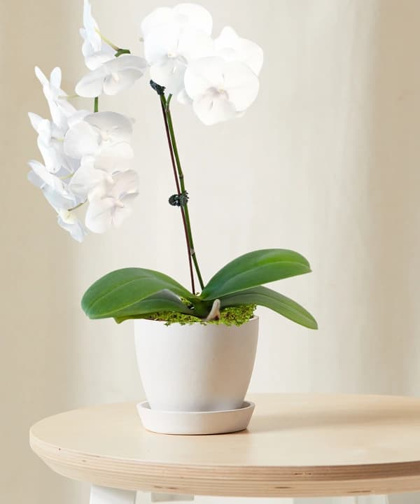 친구에게 줄 반려식물 선물 포장 아이디어 💝