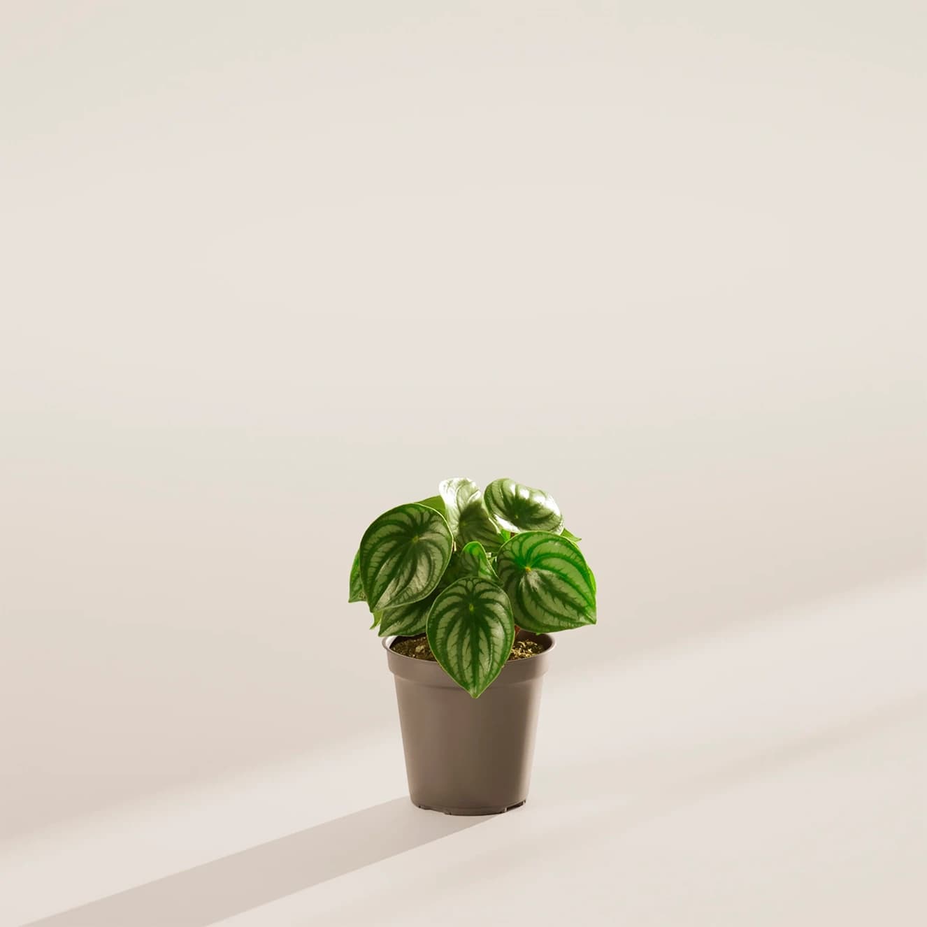 아끼는 식물이 곰팡이 생겼어요ㅠㅠ, 어떻게 하죠?