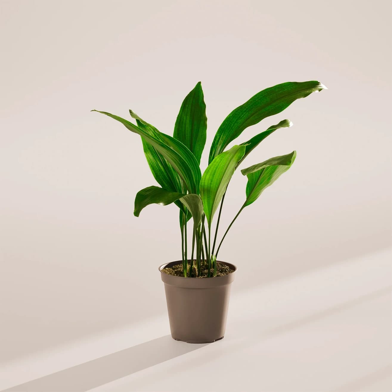 엽란 상품 이미지