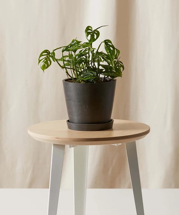 몬스테라 아단소니  상품 이미지