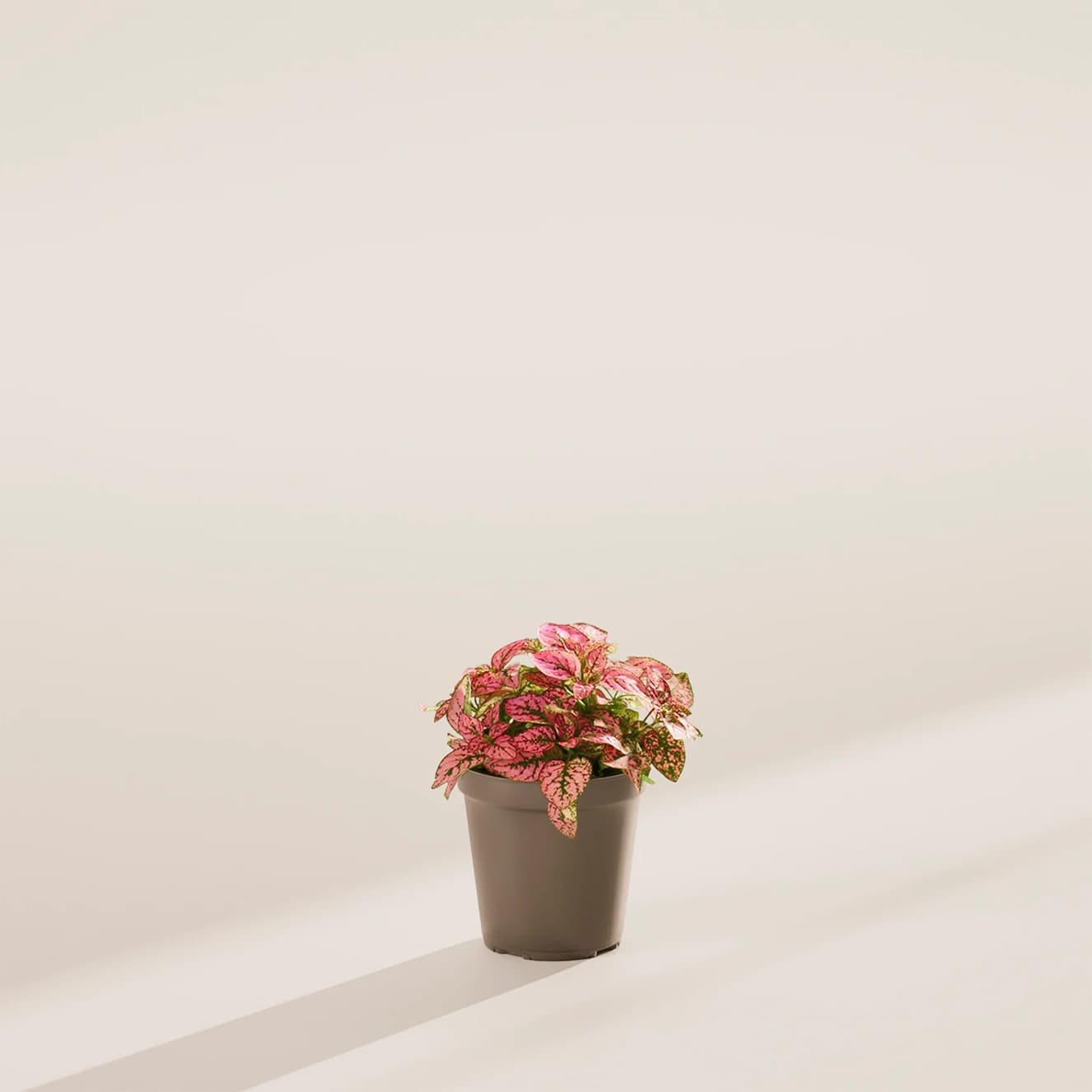 하이포테스 상품 이미지