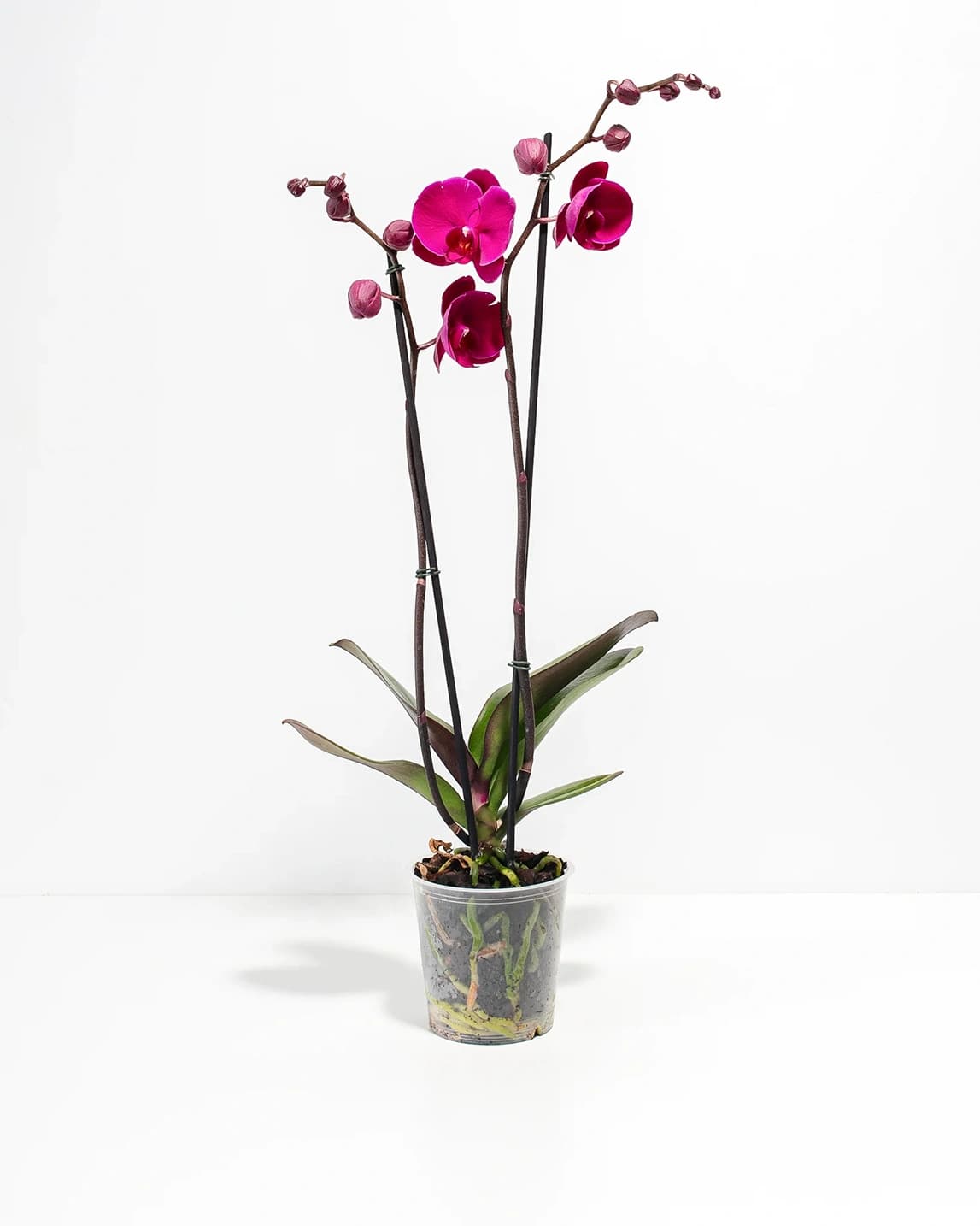 보라 난초 상품 이미지