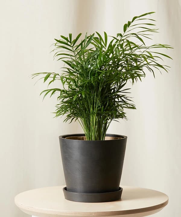 팔러 팜 상품 이미지