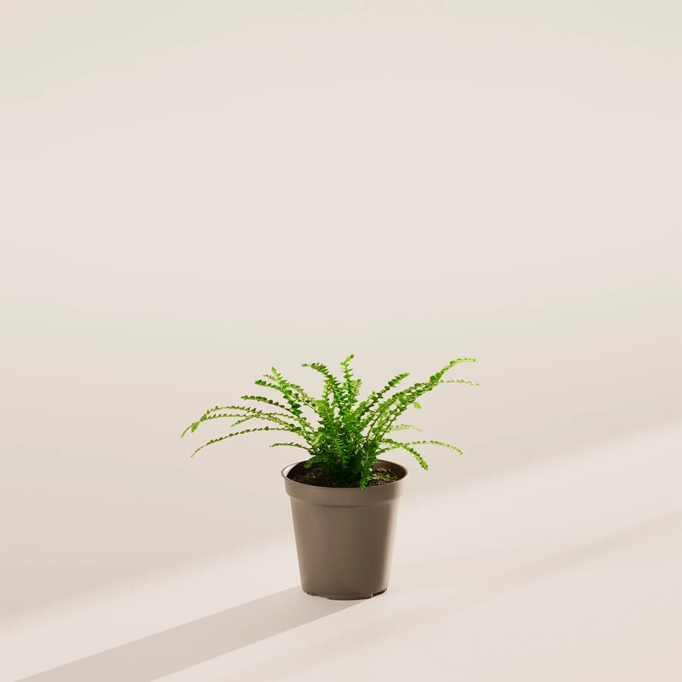 레몬 버튼 상품 이미지