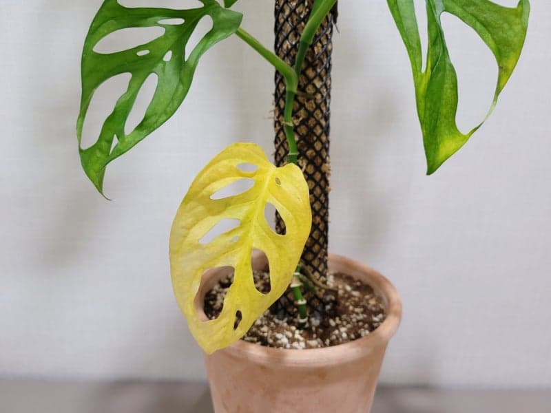 식물 잎이 노랗게 변해요, 원인 뭘까요?