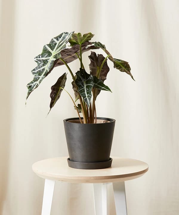 알로카시아 폴리 상품 이미지