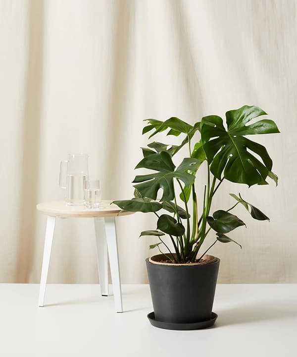 몬스테라 델리시오사 상품 이미지