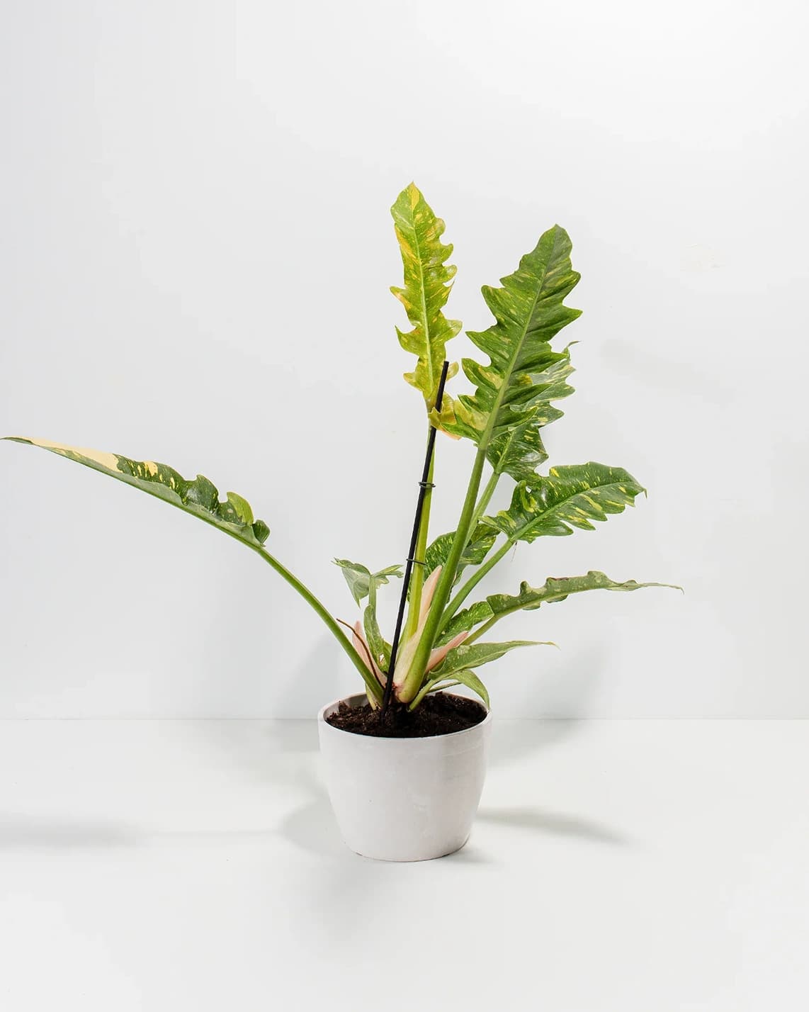 필로덴드론 불의 고리 상품 이미지