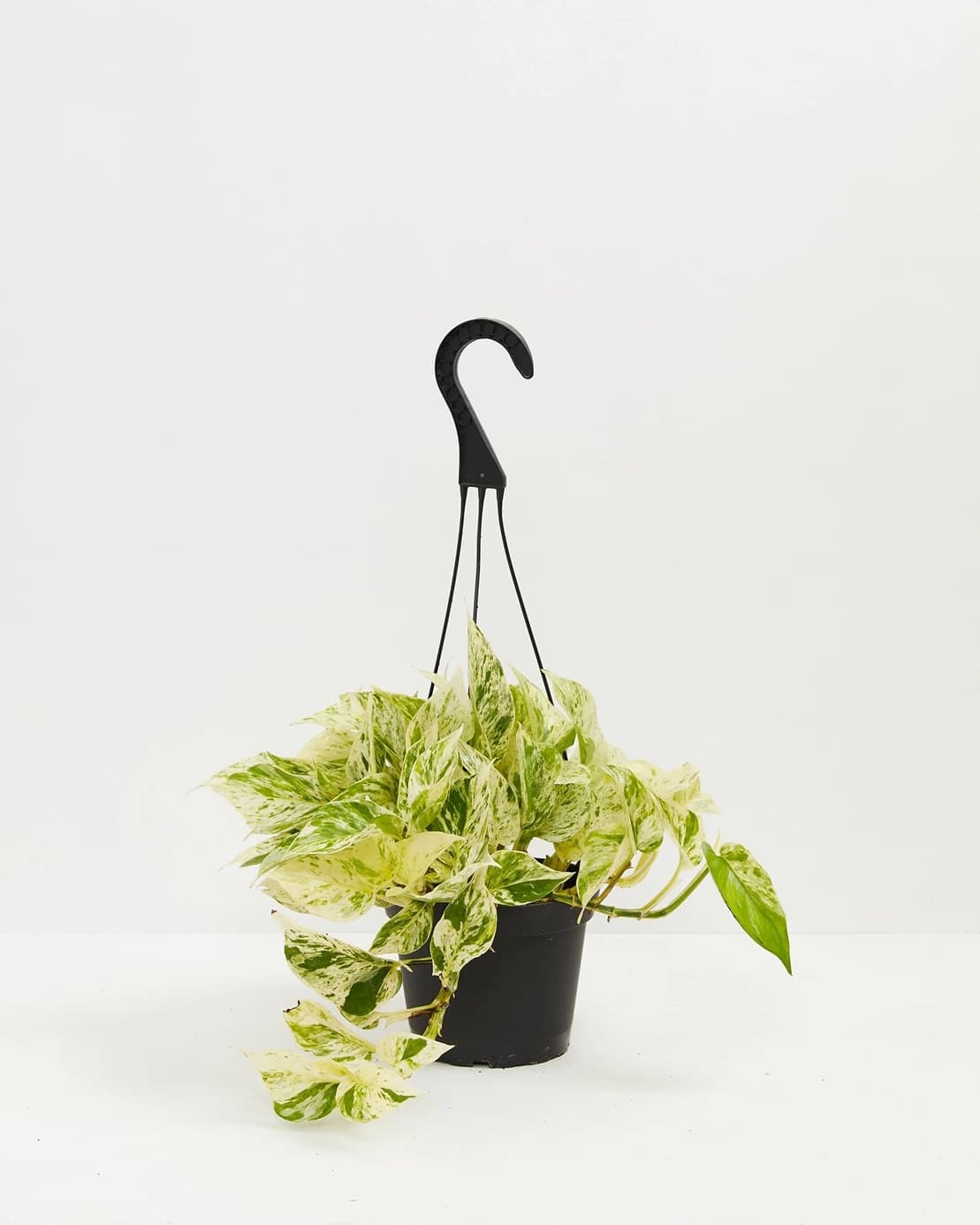 마블 퀸 포토스 상품 이미지