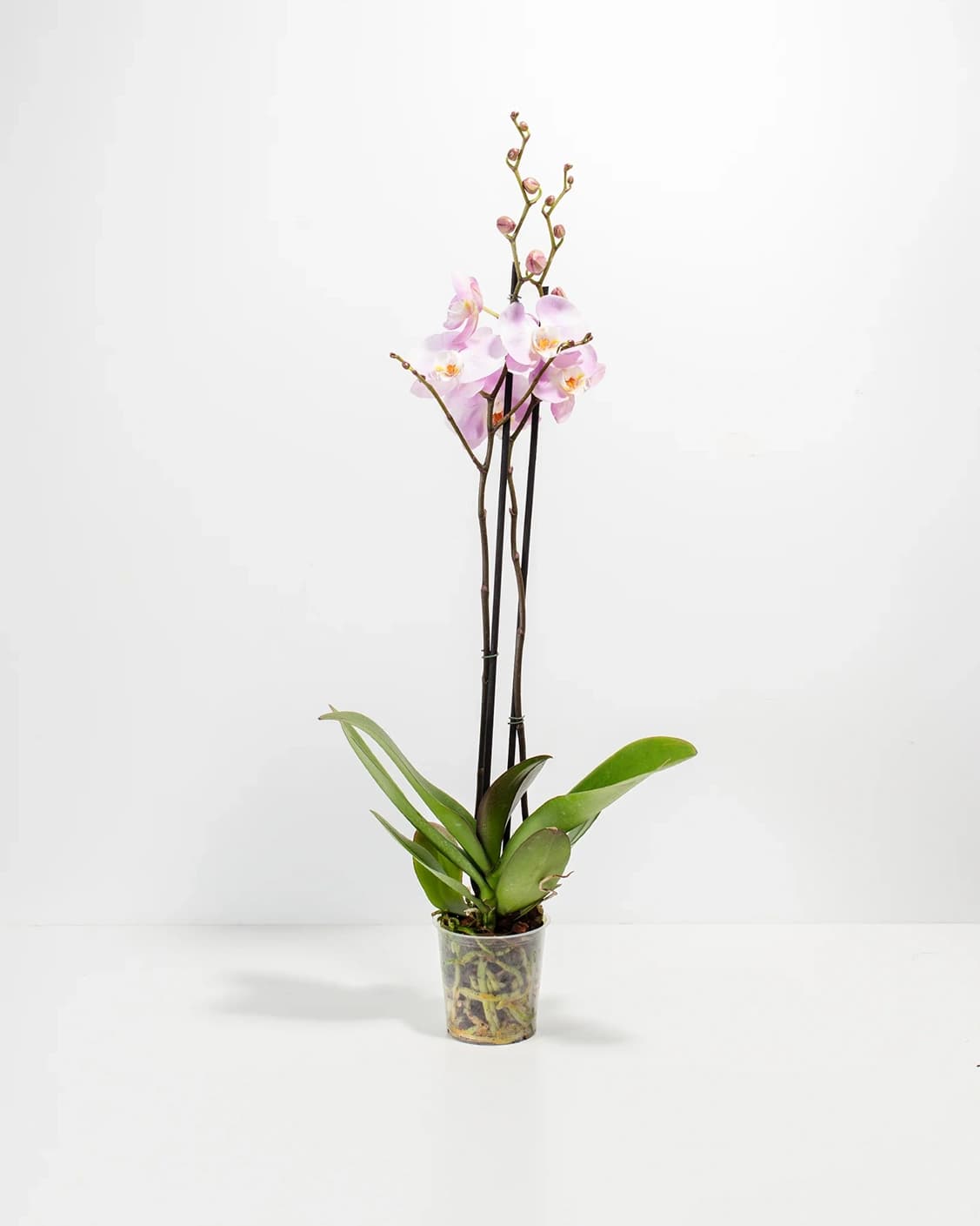 핑크 난초 상품 이미지