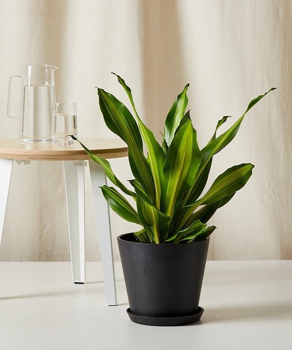 드라세나 골든 하트 상품 이미지