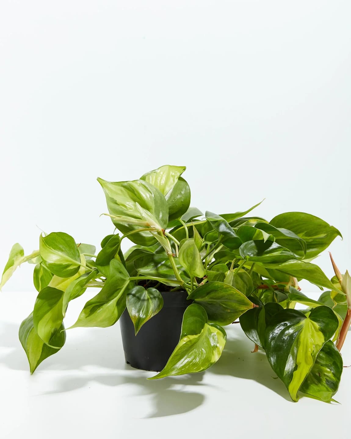 필로덴드론 레몬 라임 상품 이미지