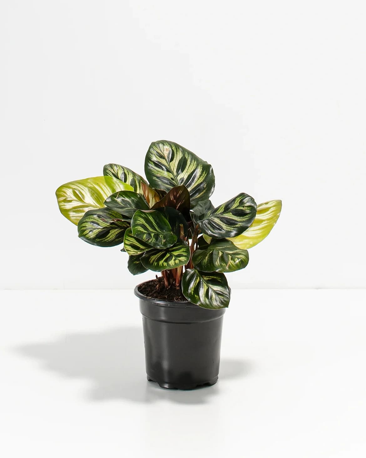 공작 나무 상품 이미지