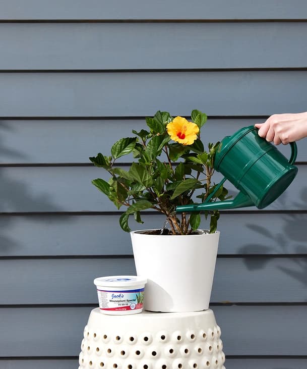 히비스커스 상품 이미지