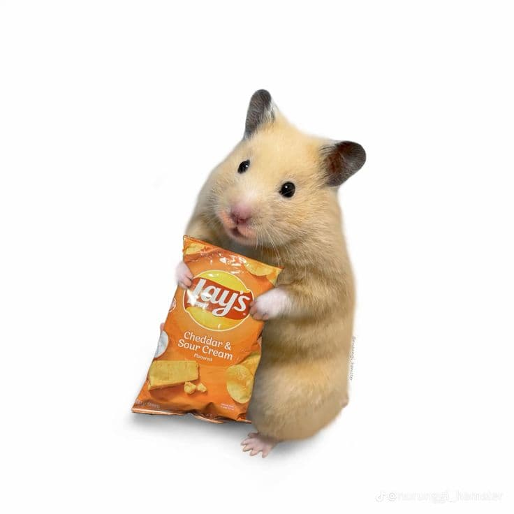 김멋사의 프로필 이미지